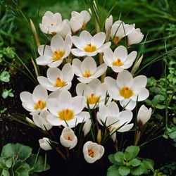Krokus Ard Schenk - Crocus chrysanthus