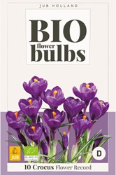 Krokus Flower Record (BIO) - Crocus vernus