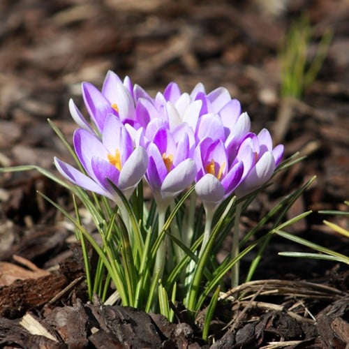 Krokus Vanguard - Crocus vernus