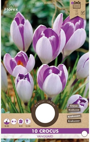 Krokus Vanguard - Crocus vernus-2