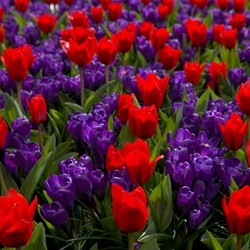 Tulp & Krokus Mix