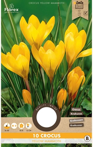 Krokus Yellow Mammoth - Crocus vernus
