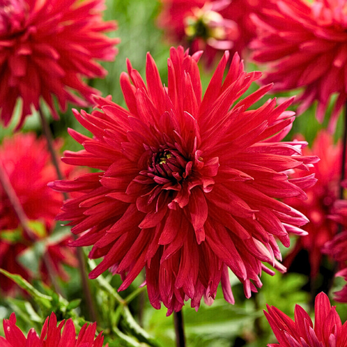 Dahlia Acapulco - Dahlia cactus