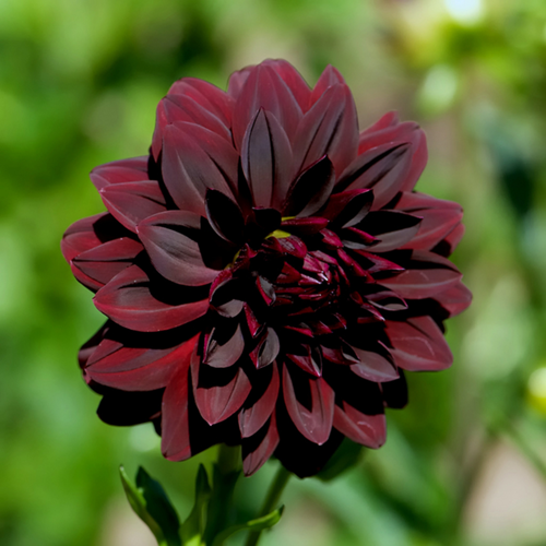 Dahlia Decoratief Arabian Night