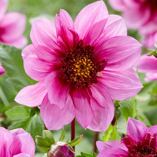 Dahlia Blue Bayou