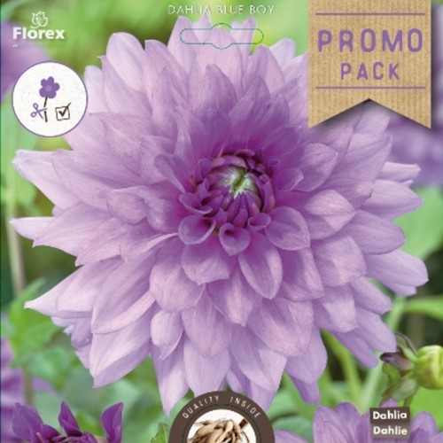 Dahlia Decoratief Blue Boy