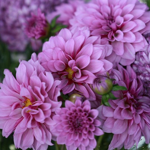 Dahlia Decoratief Blue Boy