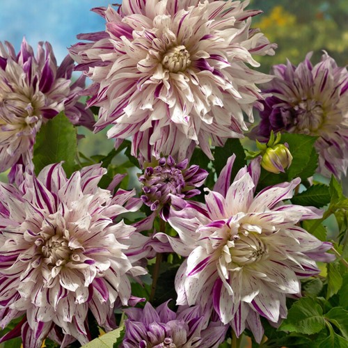Dahlia Dinnerplate Bristol Stripe
