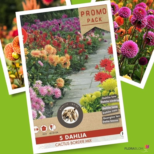 Dahlia Cactus Mix