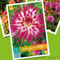 Dahlia Cactus Dutch Explosion