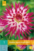 Dahlia Cactus Dutch Explosion-2