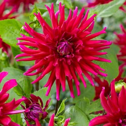 Dahlia Cactus Orfeo