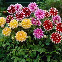 Dahlia Catalina Mix