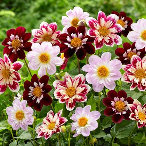 Dahlia collarette Charlotte Mix