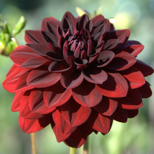 Dahlia Arabian Night - Dahlia decoratief