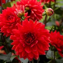Dahlia Decoratief Garden Wonder