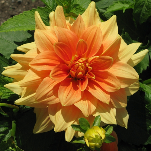 Dahlia Decoratief Oranje
