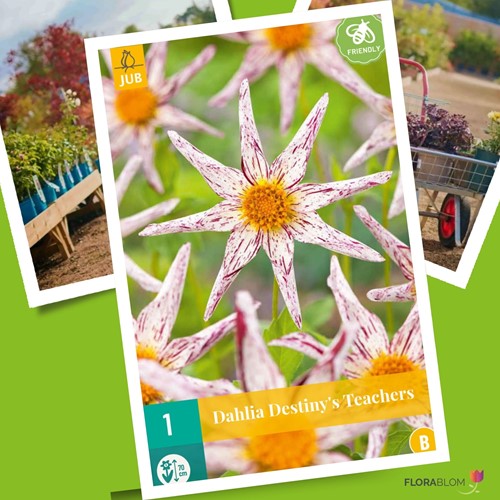 Dahlia Destiny’s Teachers - Dahlia orchid-2