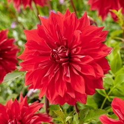 Dahlia Dinnerplate Babylon