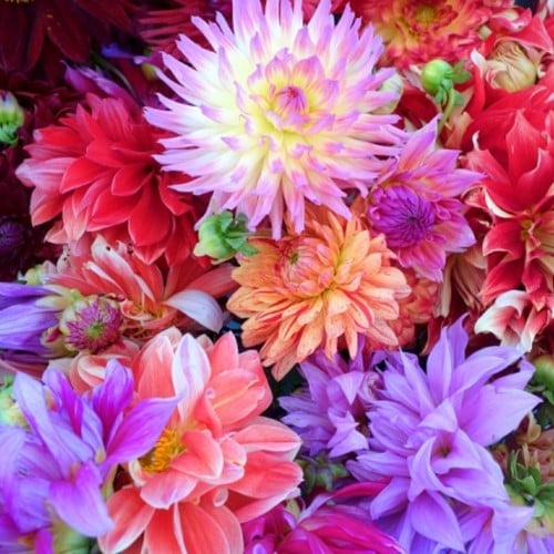 Dahlia Fantasy Mix