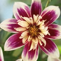 Dahlia Fashion Monger