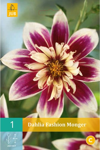 Dahlia Fashion Monger-2