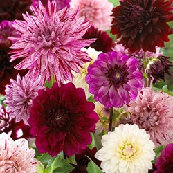 Dahlia Fernanda Mix