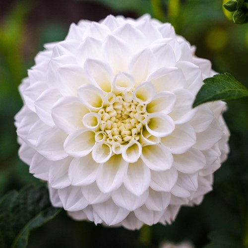 Dahlia Dinnerplate Fleurel