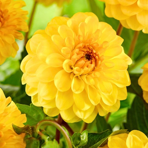 Dahlia Pompon Geel - Dahlia golden scepter