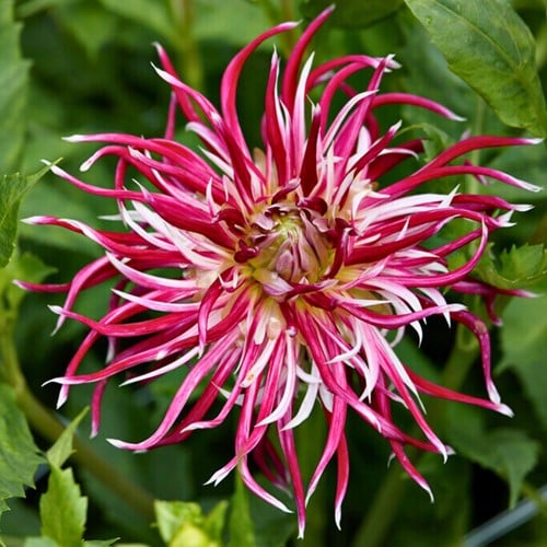 Dahlia Hollyhill Spiderwoman - Dahlia cactus.