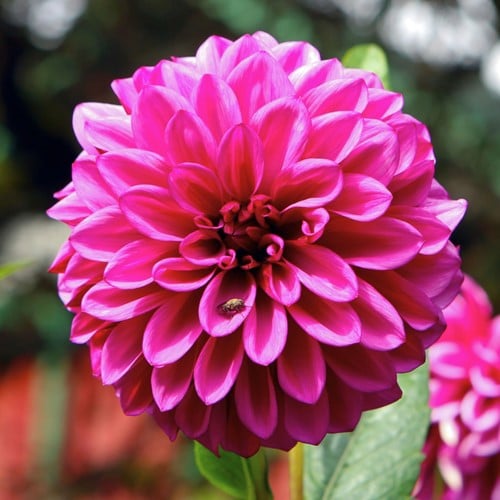 Dahlia Decoratief Roze