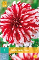 Dahlia Santa Claus - Dahlia decoratief-2