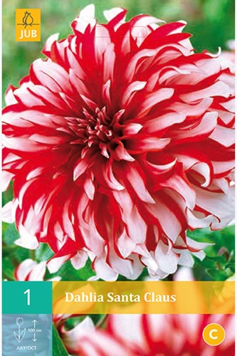 Dahlia Santa Claus - Dahlia decoratief-2