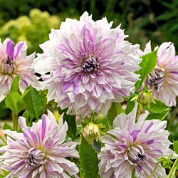 Dahlia Mom's Special - Dahlia dinnerplate