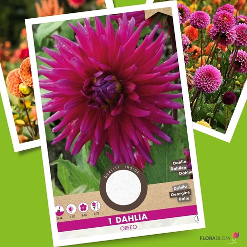 Dahlia Cactus Orfeo