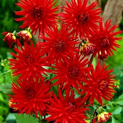 Dahlia Red Pigmy – Dahlia semi-cactus
