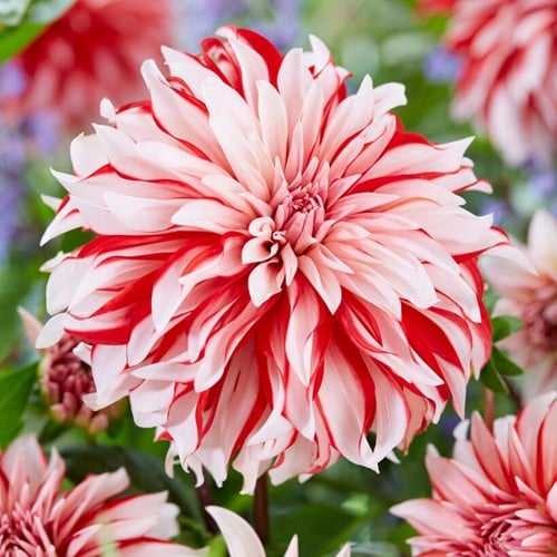 Dahlia Santa Claus - Dahlia decoratief