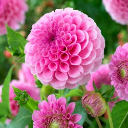 Dahlia Stolze von Berlin