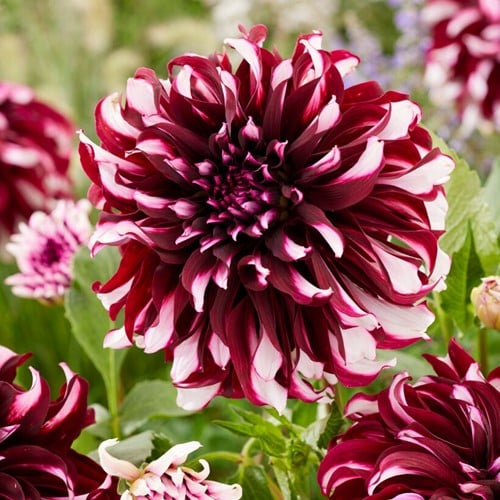Dahlia Tartan - Dahlia dinnerplate