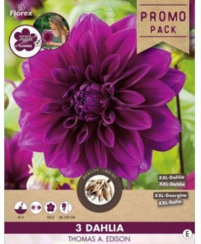 Dahlia Decoratief Paars