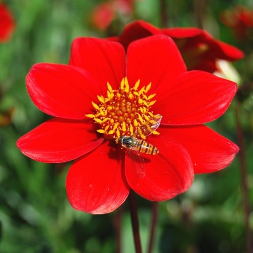 Dahlia Topmix Rood