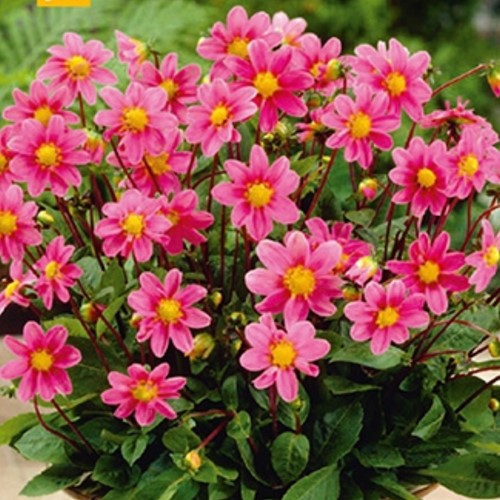 Dahlia Topmix Roze