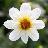 Dahlia Topmix Wit