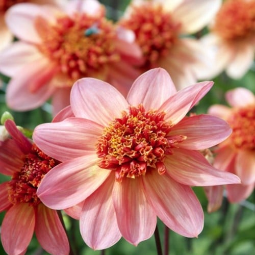 Dahlia Totally Tangerine