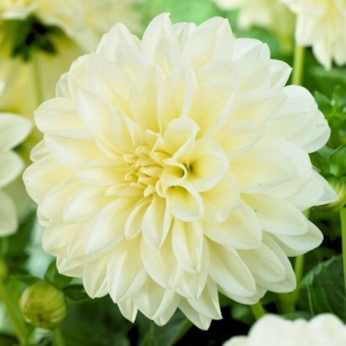 Dahlia Wit Fleurel - Dahlia  decoratief