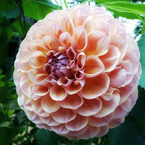 Dahlia Wine Eyed Jill