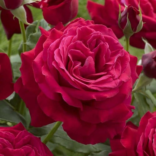 Roos Dame de Coeur Geurend - Rosa