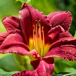 Hemerocallis Night Embers - Daglelie