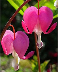 Gebroken Hartje Roze - Dicentra Spectabilis