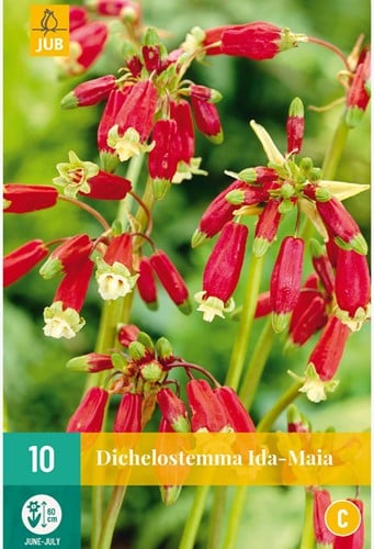 Dichelostemma Ida-Maia - Vuurwerkbloem